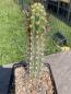 Preview: Trichocereus chilensis